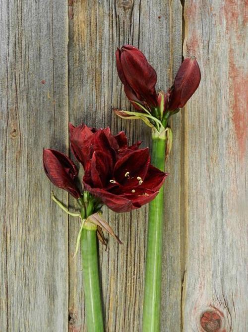 BENEFICIA BURGUNDY AMARYLLIS